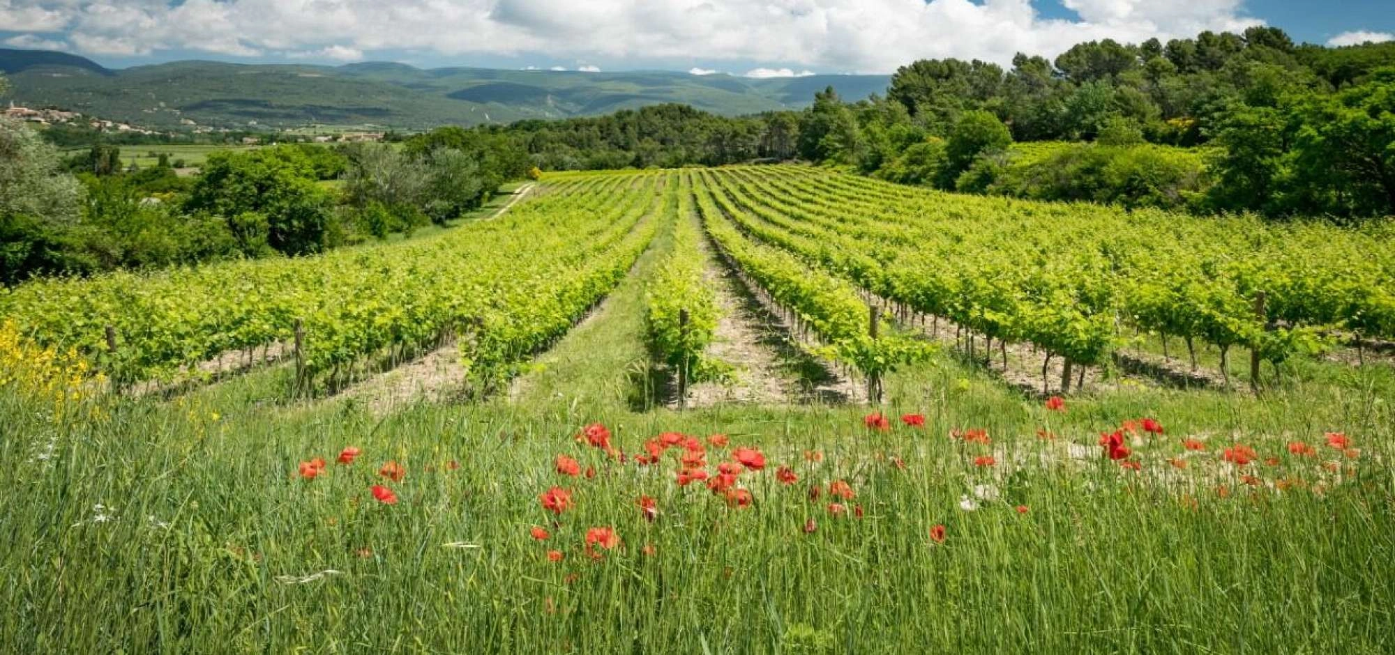 Sunsets Vignerons 2026 im Château Saint Pons