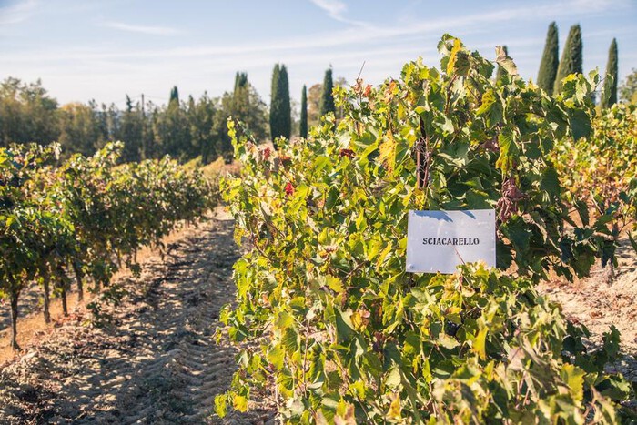 Weinberge von Chateau Turcan Weinberge von Chateau Turcan sur les coteaux d