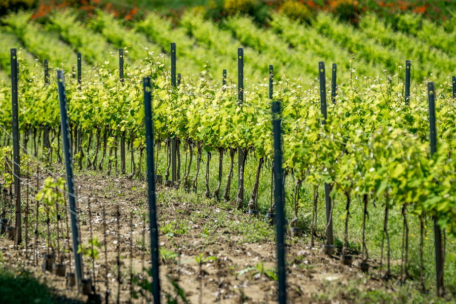 Weinverkostung bei den Sunsets Vignerons Weinverkostung und genussvolle Kombinationen bei einem Sunsets Vignerons Abend im Château Saint Pons im Luberon
