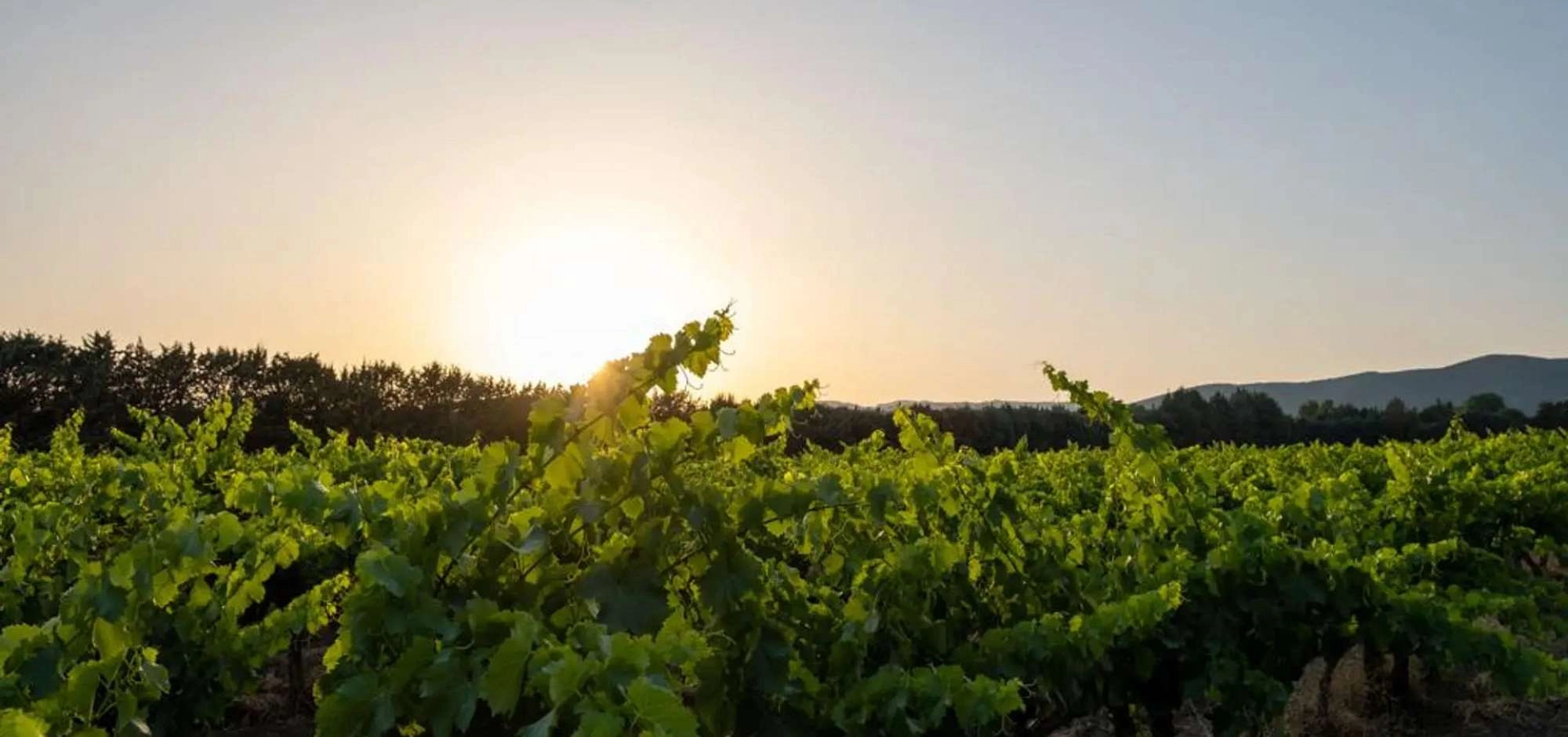 Sonnenuntergänge der Winzer 2026 im Château St Pierre de Mejans
