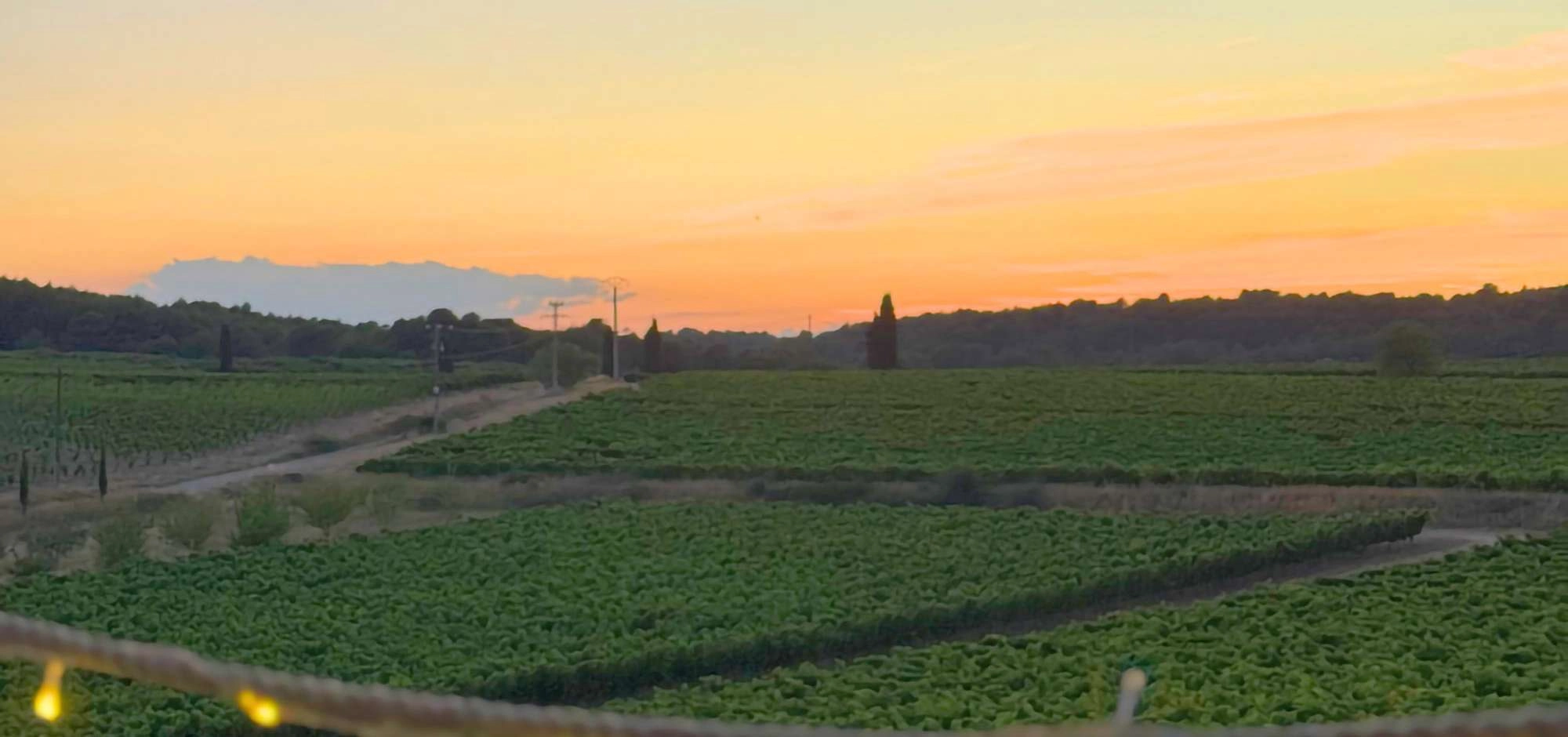 Sonnenuntergänge der Winzer 2026 auf der Domaine du Coffre