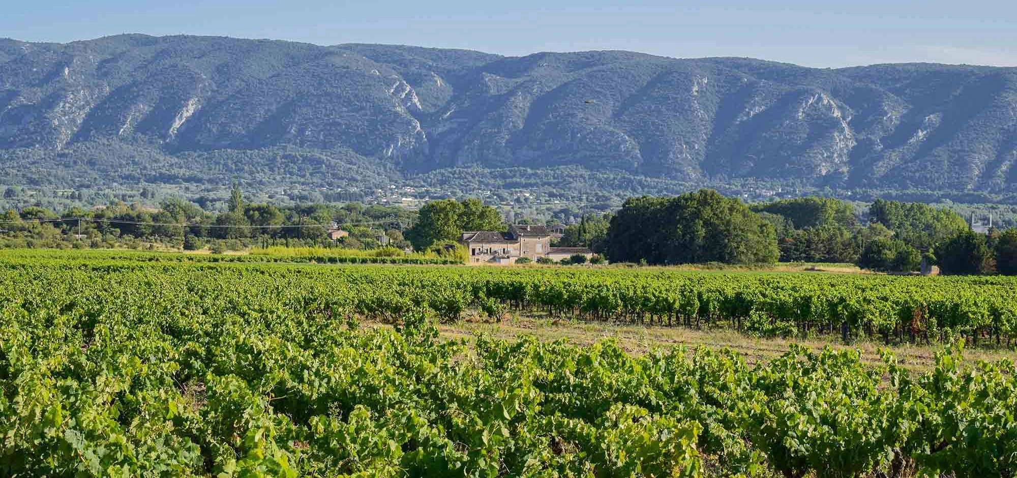 Sonnenuntergänge Vignerons 2026 auf der Domaine de La Bastidonne