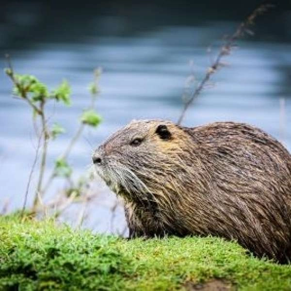 Rendezvous Nature: Biber und Vögel der Durance