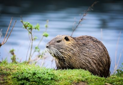 Ausflug in die Natur in Mérindol, um den Biber und die Vögel von Durance zu entdecken