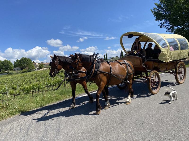 Kutschfahrt im Luberon mit Provence Hipposervices, zwischen Weinbergen und provenzalischen Landschaften