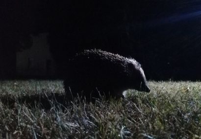 Nachtwanderung zur Beobachtung von Wildtieren und Bibern bei Einbruch der Dämmerung