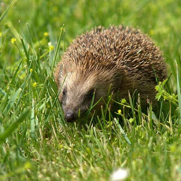 Der Europäische Igel in Cabrières-d’Avignon
