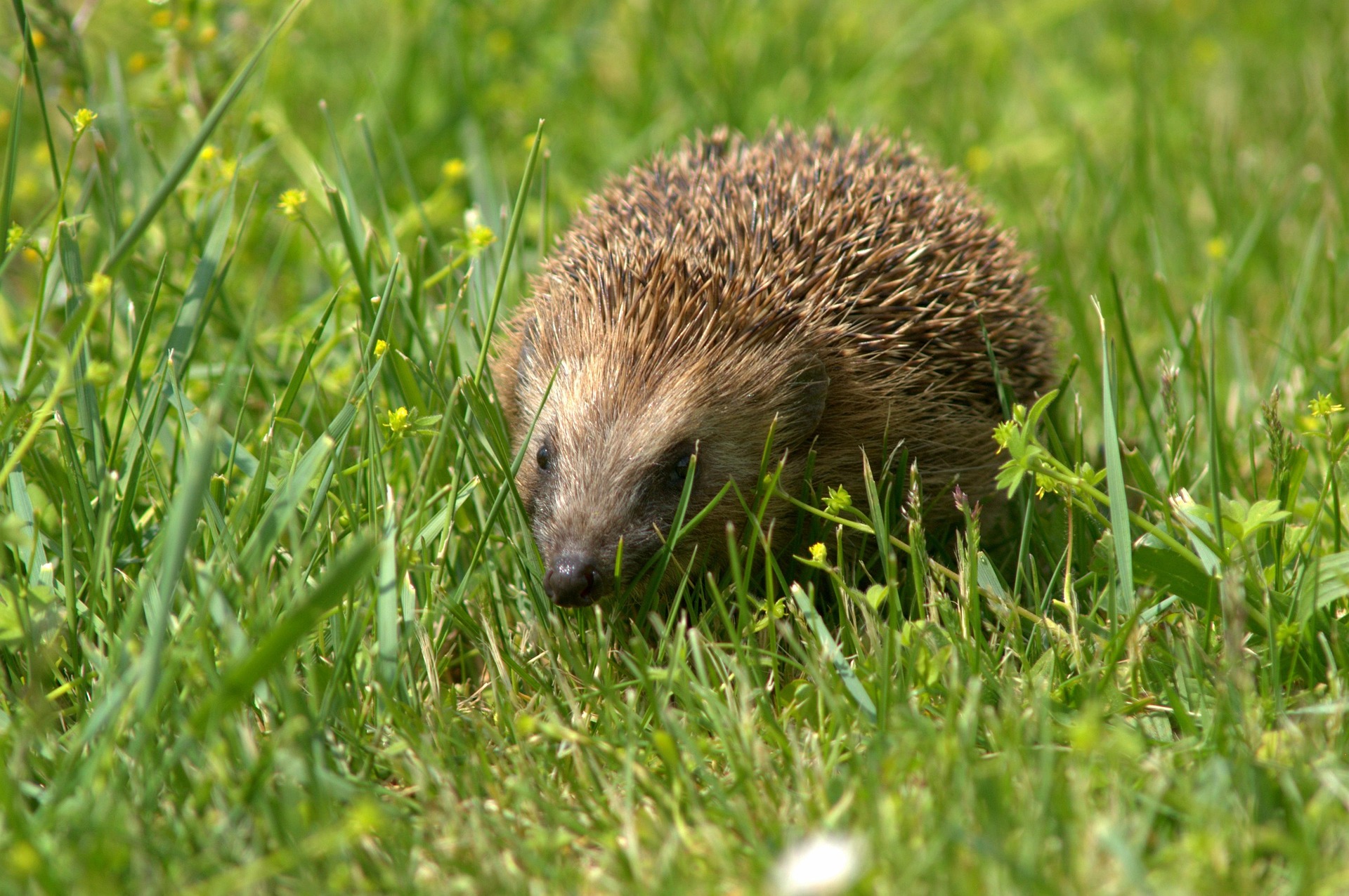 Naturworkshop zum Entdecken und Schützen des Europäischen Igels in Cabrières-d’Avignon