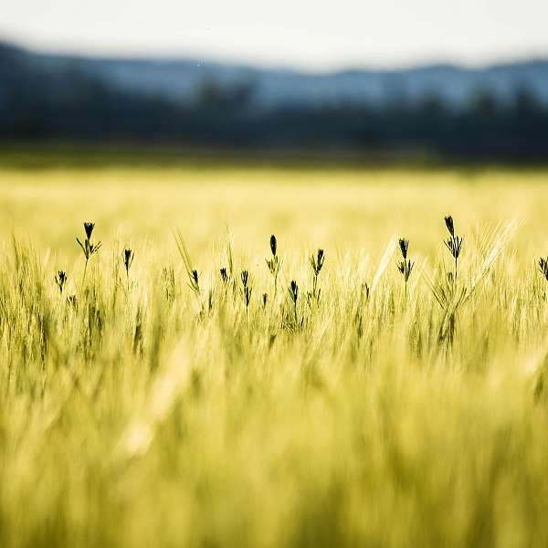Agroforstwirtschaft, die Landwirtschaft von morgen in Puyvert