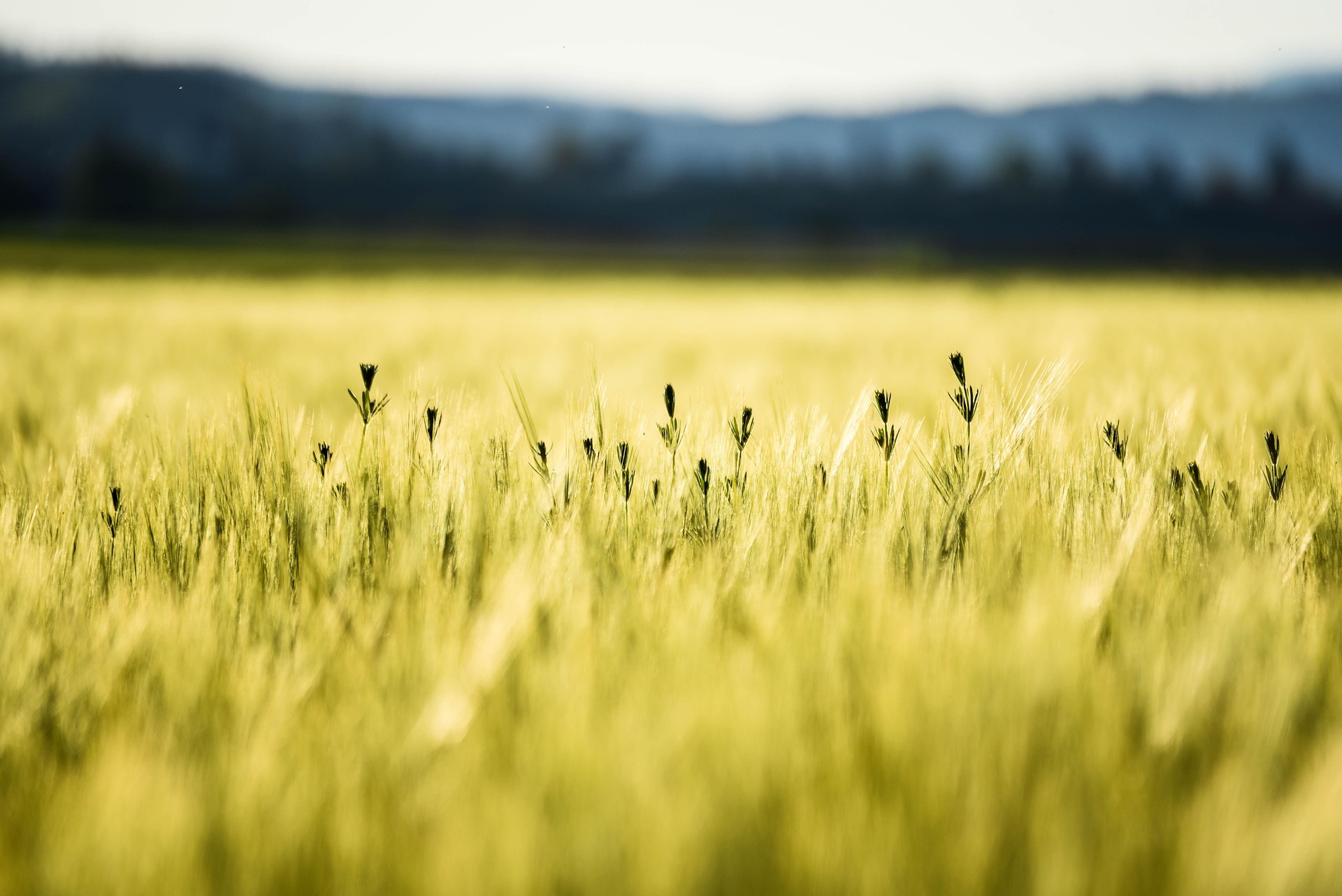 Naturausflug zur Agroforstwirtschaft und Anpassung an das künftige Klima in Puyvert