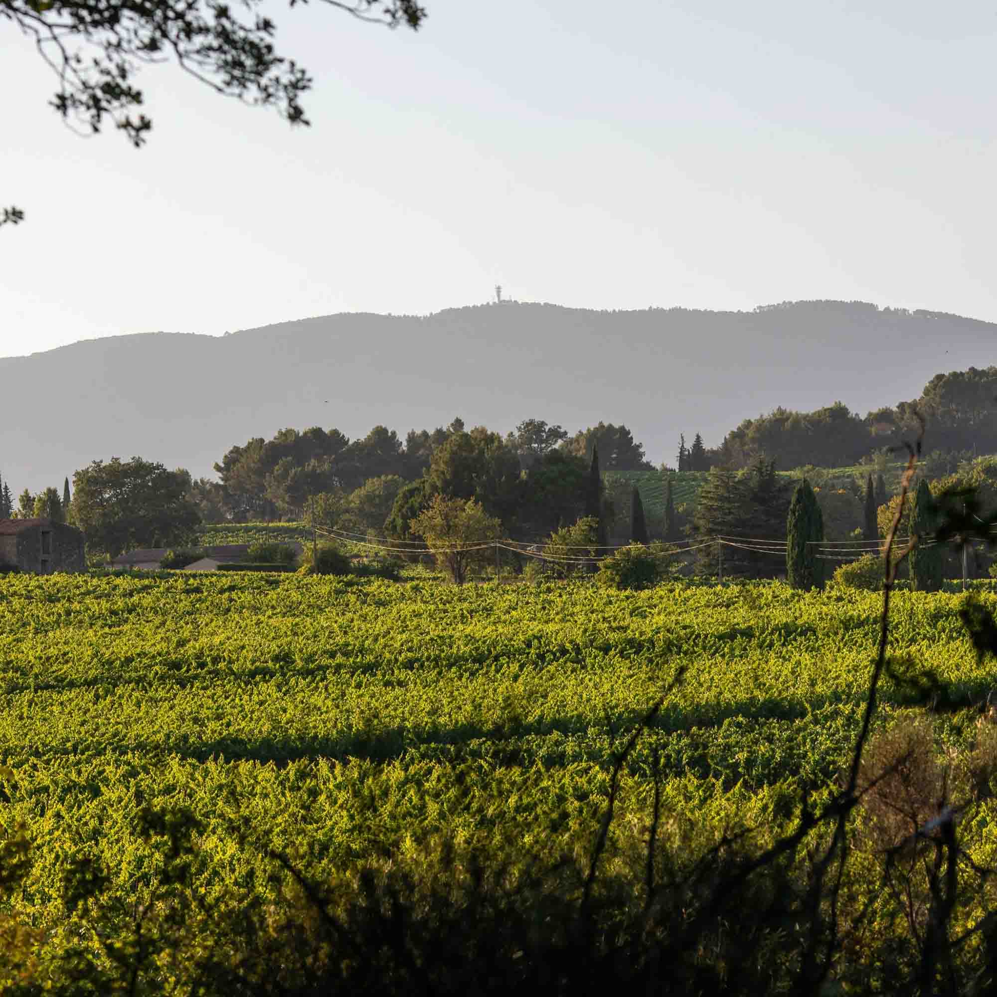 Weinberge des Domaine Le Novi in La Tour-d’Aigues im Luberon