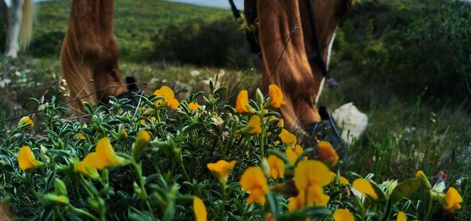 Ecurie des murmures - La relation Cheval-Humain au coeur du Luberon - DE