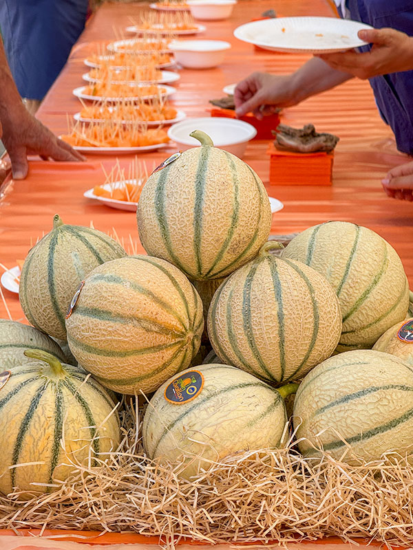 Cavaillon - Vortrag Die Melone erzählt ihre Geschichte Vortrag über die Geschichte der Melone von Cavaillon