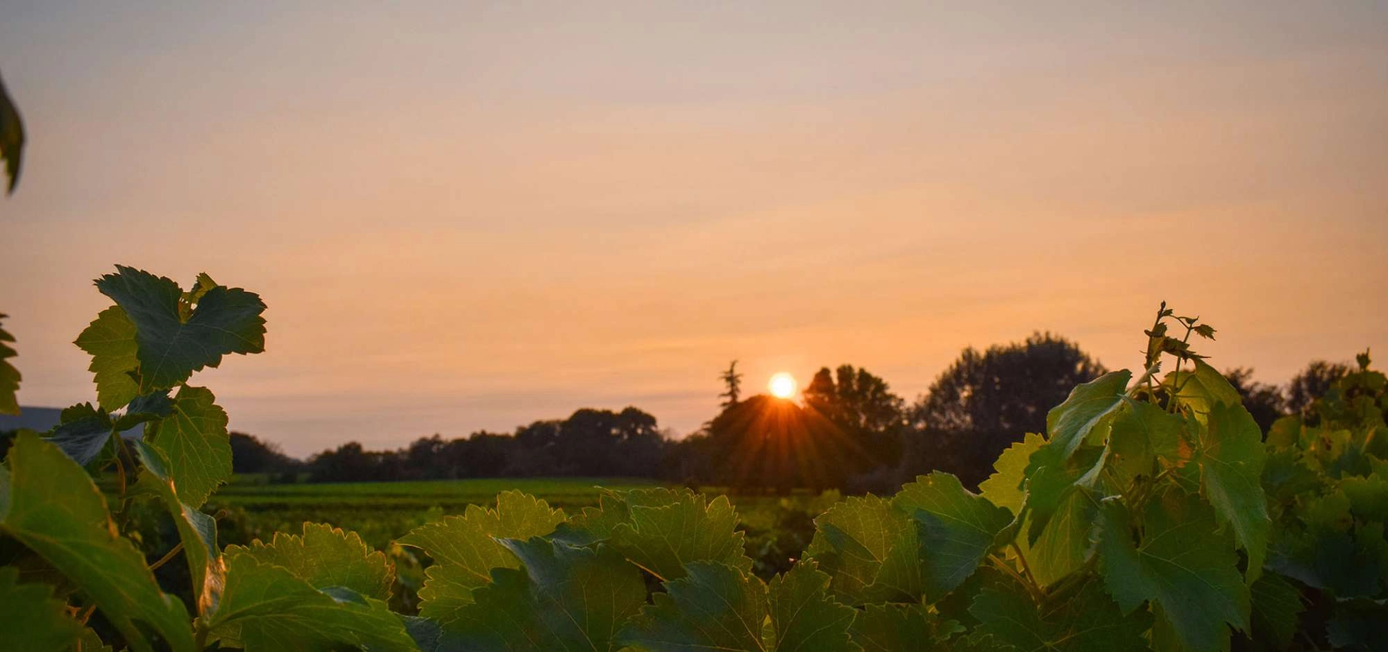 Vignobles en Scène 2026 im Luberon !