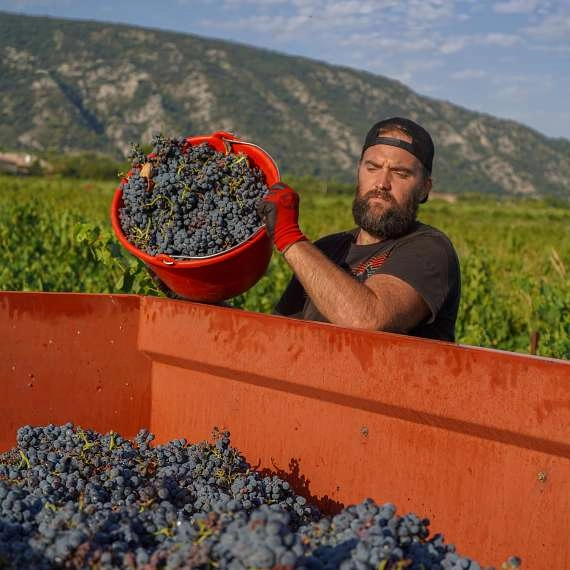 Im Herzen der Weinlese im Luberon