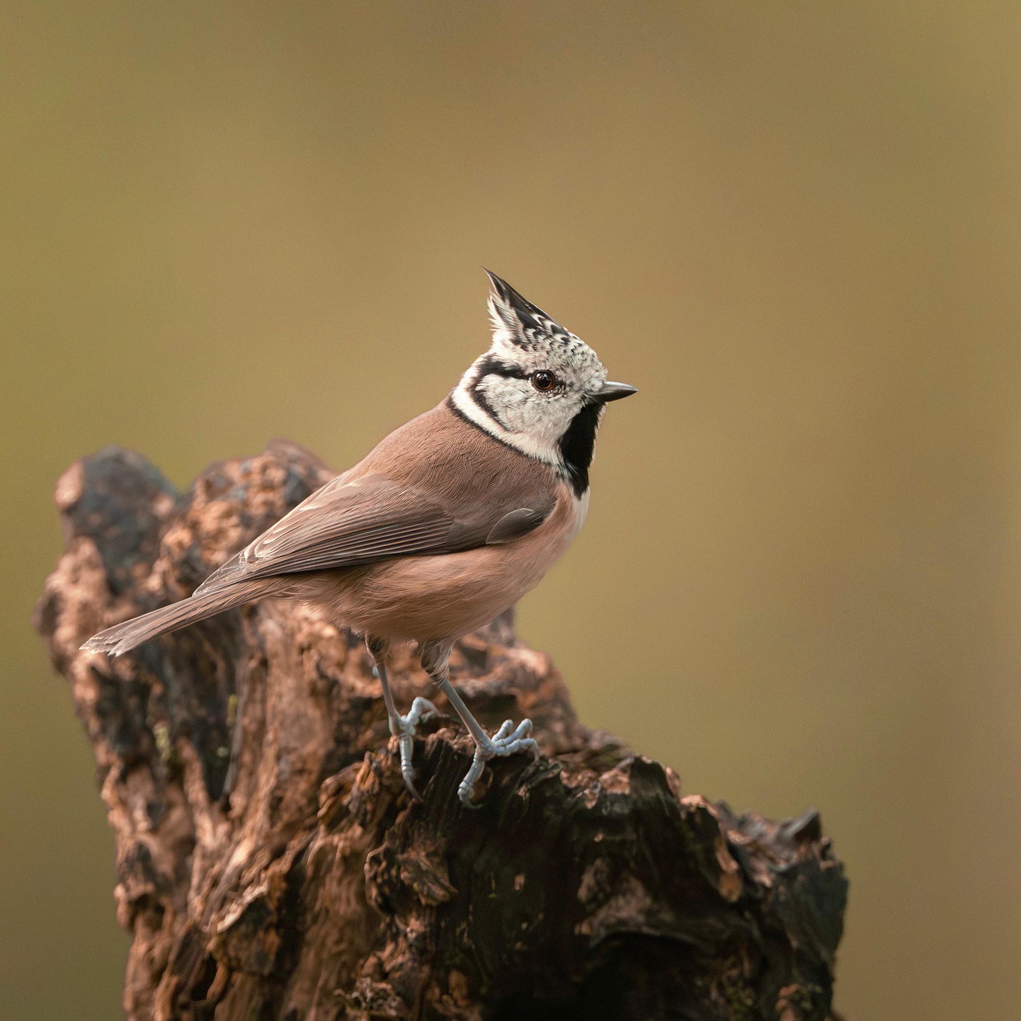 Vogelfotografie aus der Ausstellung Plumes de lumière
