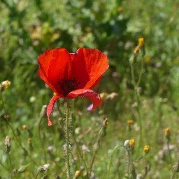 Essbare Wildpflanzen mit allen 5 Sinnen in Cavaillon entdecken