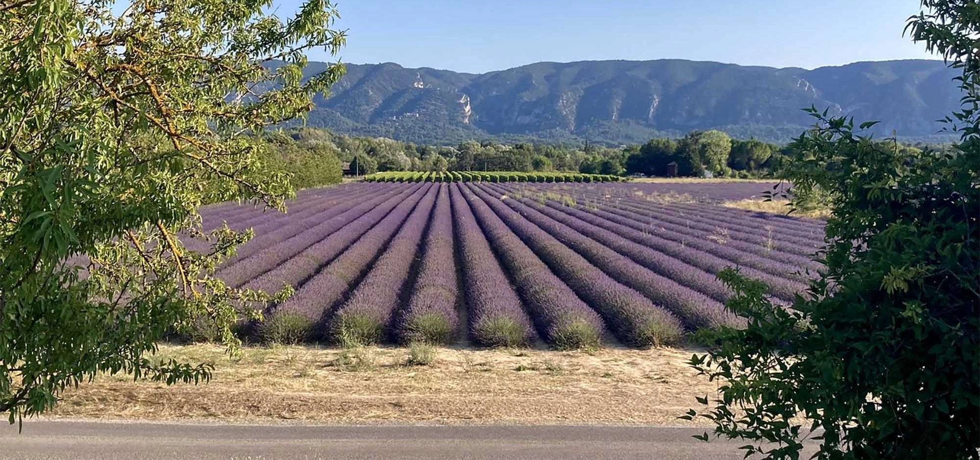 Radtouren und Wanderungen im Luberon mit Apiflow