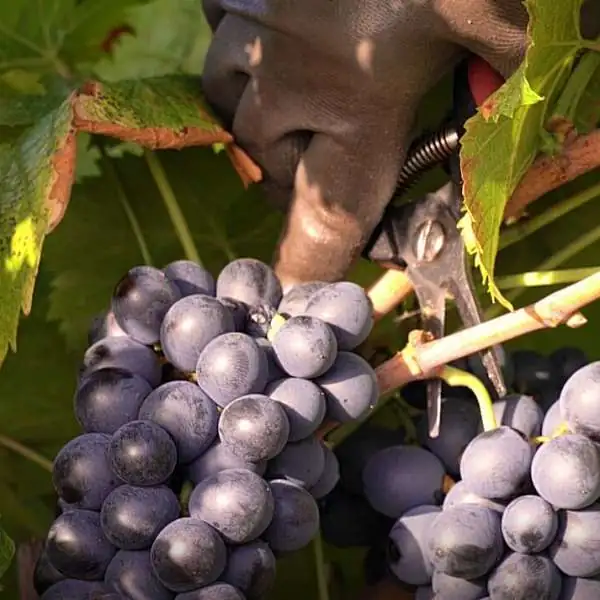 Les Vendanges au coeur du Luberon  - récit d'une journée découverte