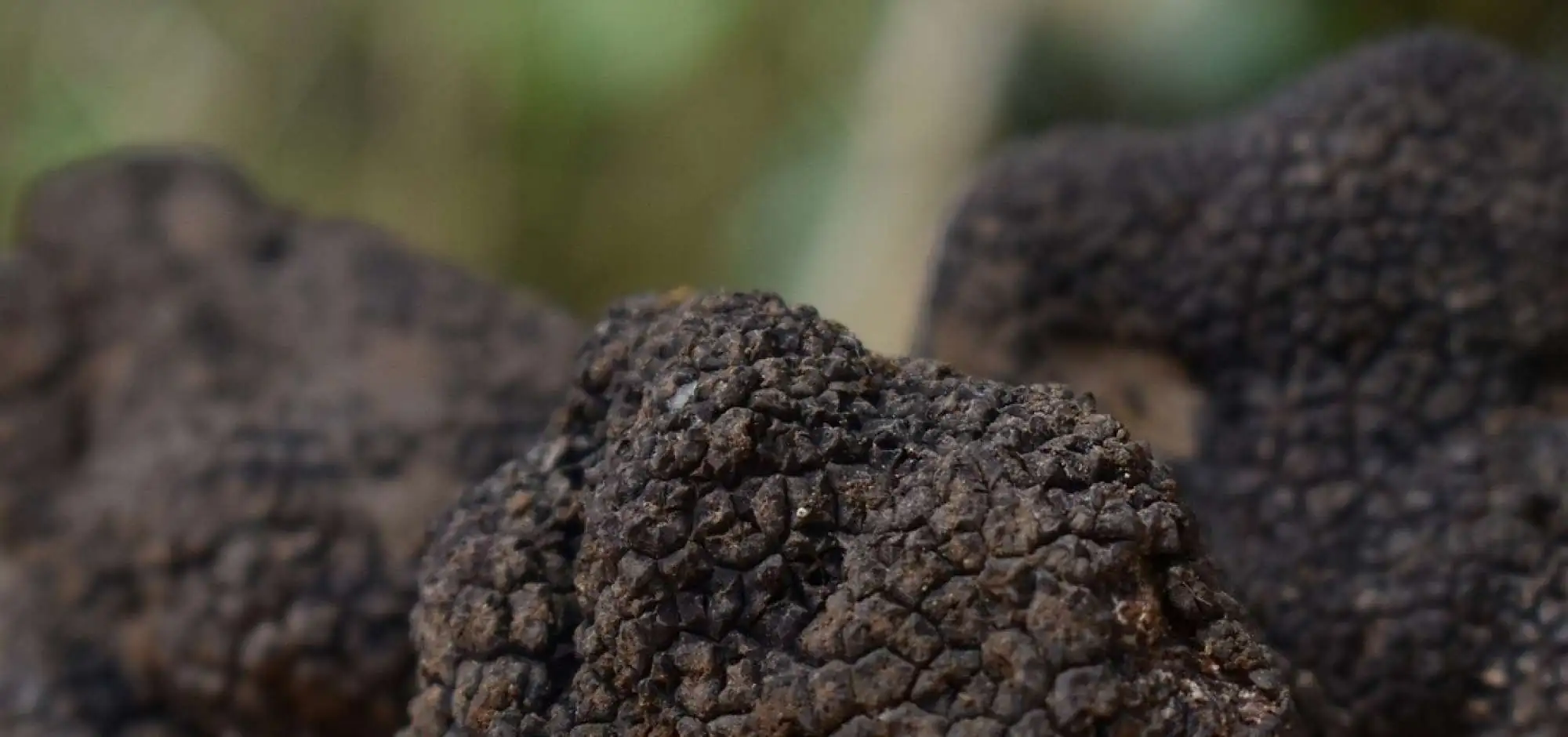 Truffes de Provence - Robert Florent