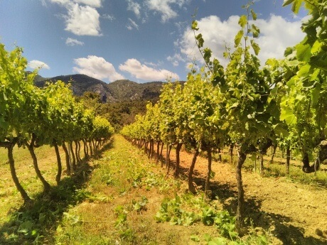 Domaine Val de Combrès - Maubec