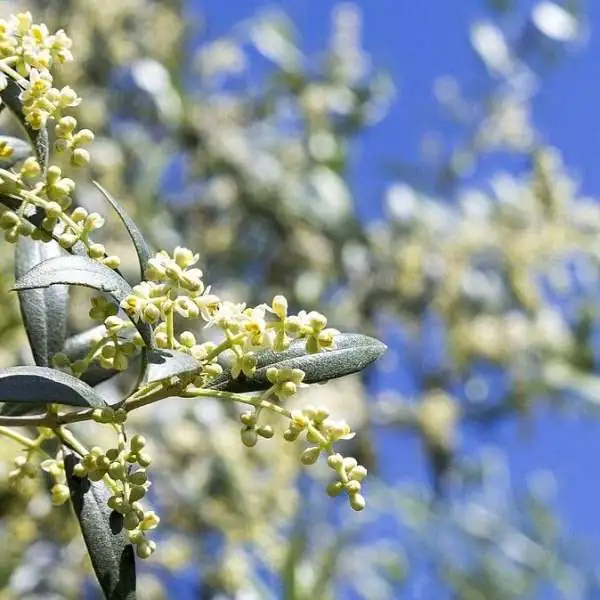 Die Blüte der Olivenbäume im Luberon