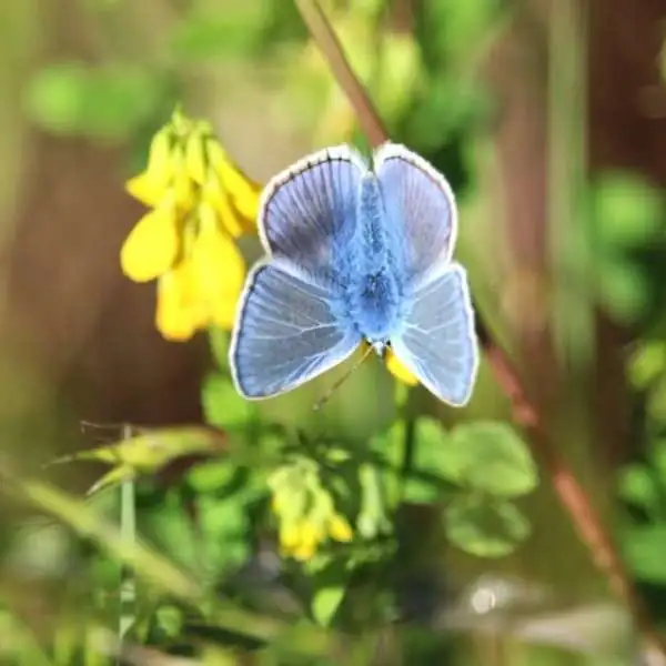 Schmetterlinge und andere provenzalische Insekten auf unseren Gebieten