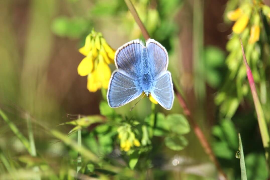 Blauer süßer Klee