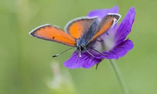 lycaena-phlaeas-4816797_1920_Erik_Karits.jpg