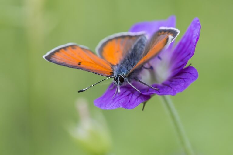 Lycaena Phaleas