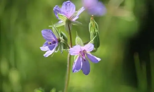 Géranium Sylvestre.jpg