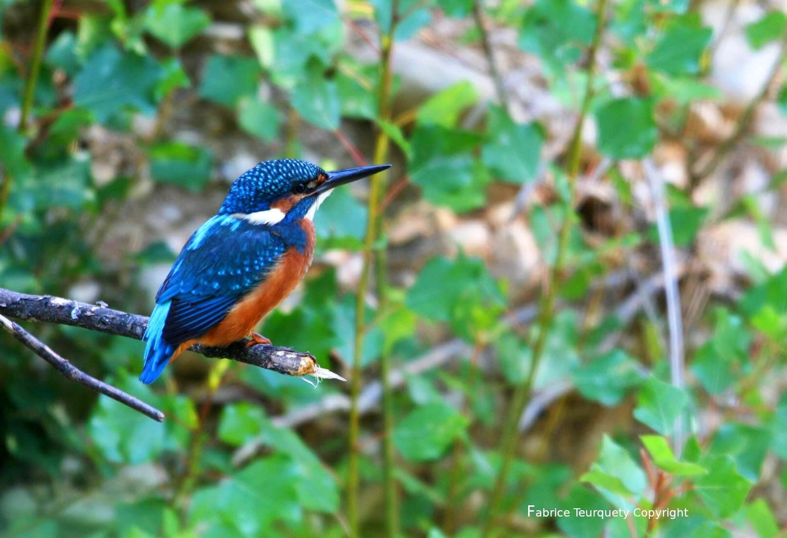 Eisvogel