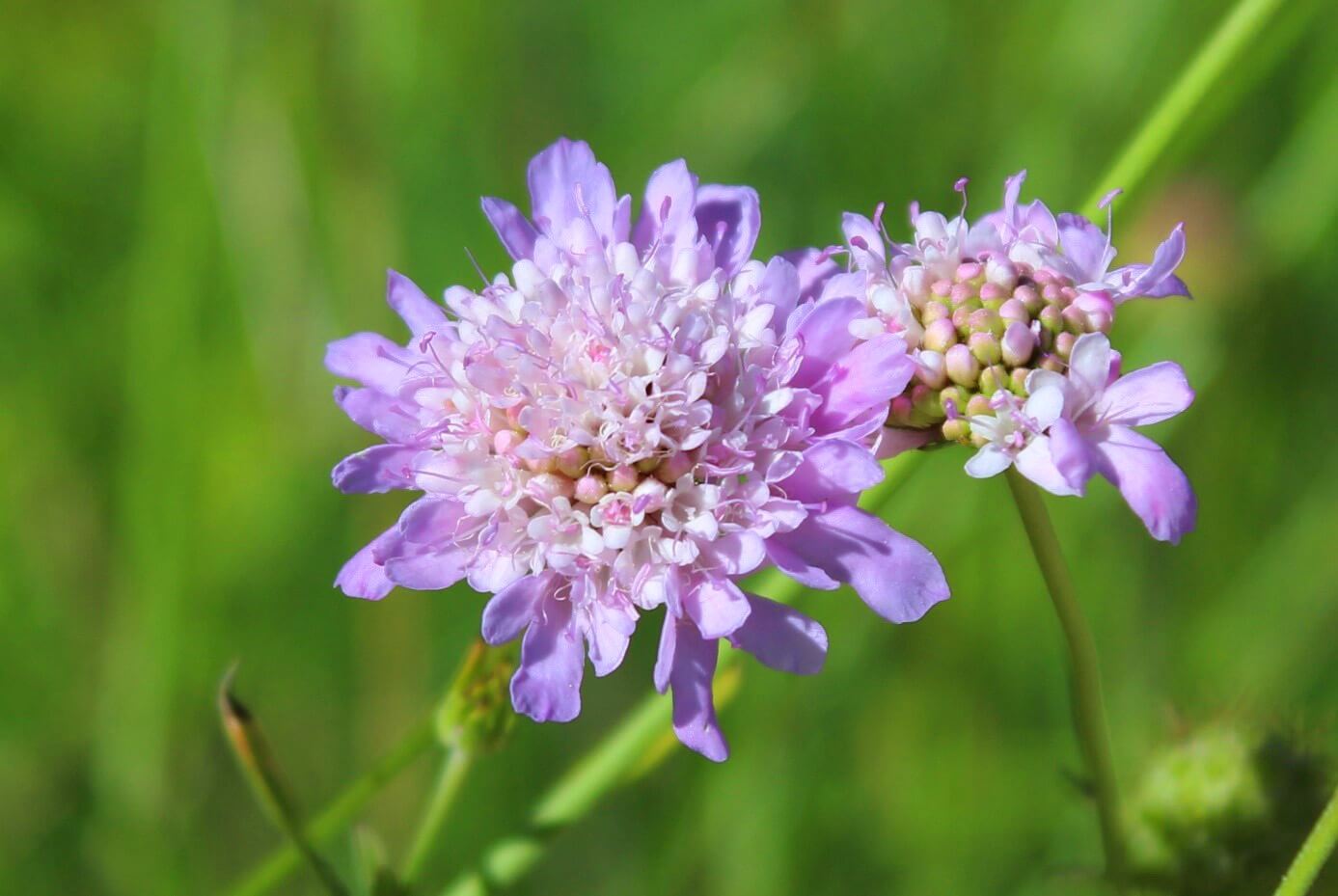 Parma-Corolla-Witwenblume