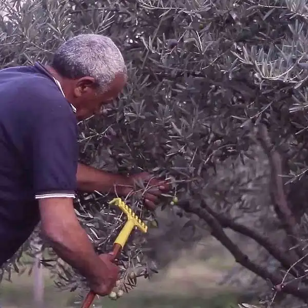 Grünes Gold im Luberon - Von der Olive zum Olivenöl...