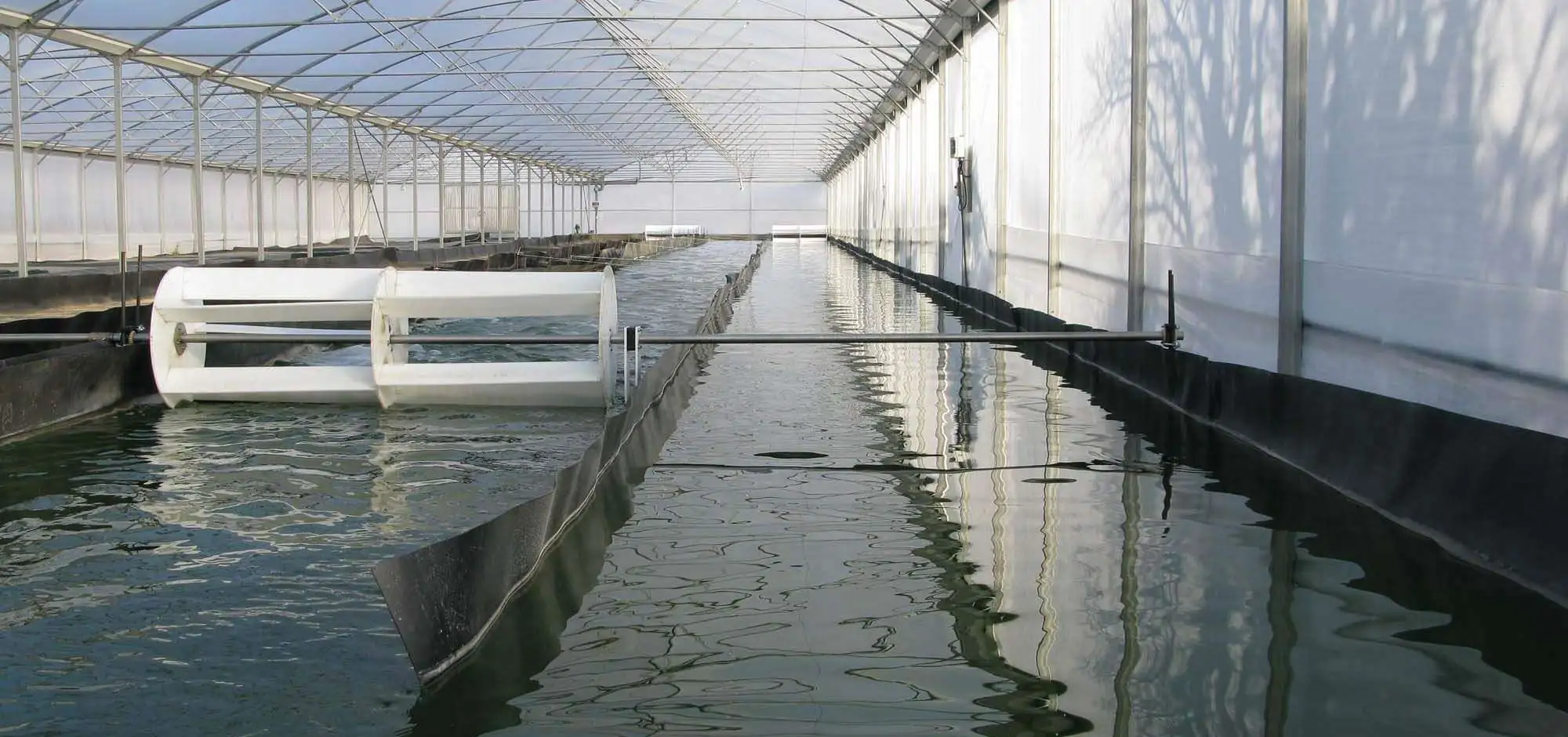 Handwerklich hergestellte Spirulina La Grenouille Bleue