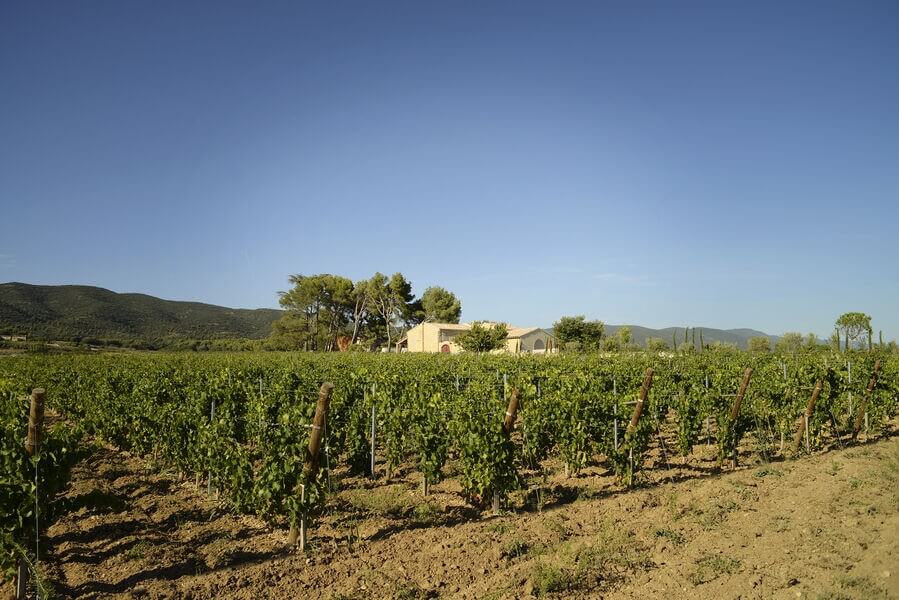 Weinberge des Weinguts MasLauris mit dem Luberon im Hintergrund in Lauris