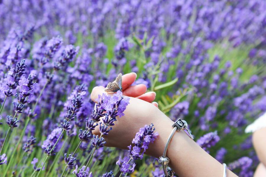 Familientradition und Know-how rund um den Lavendel im Lavendelmuseum Luberon