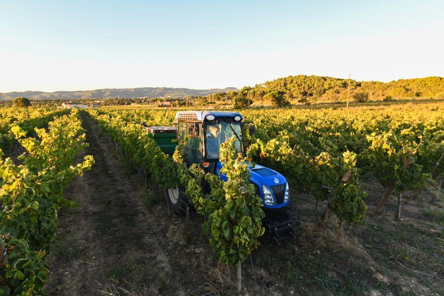 Arbeiten im Weinberg des Weinguts MasLauris in Lauris im Luberon