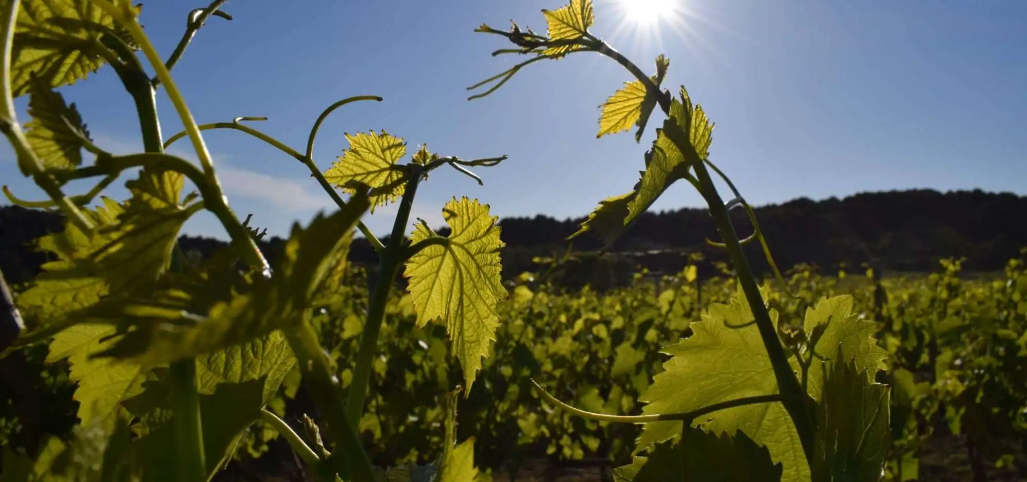 Sunsets Vignerons im Luberon