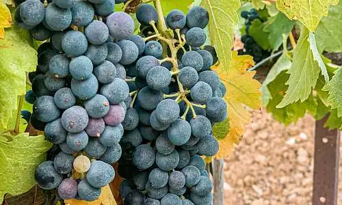 Domaine viticole