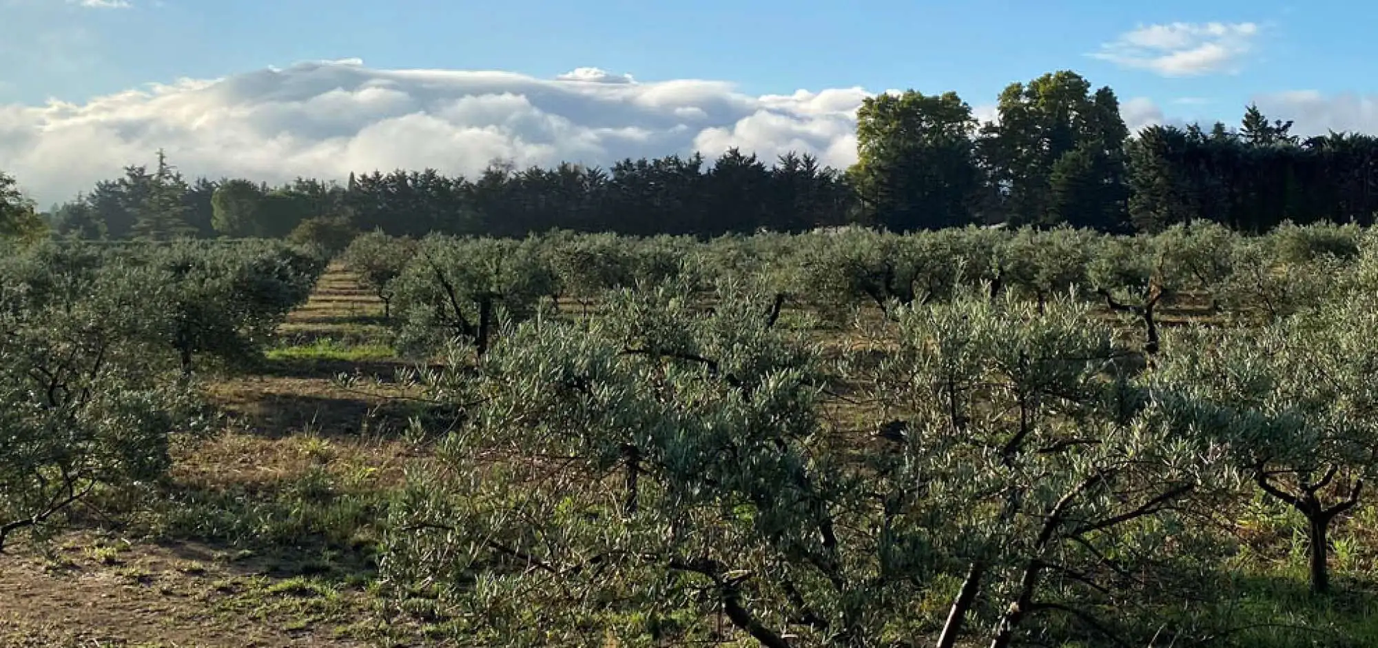 Domaine Clos des Faucons 