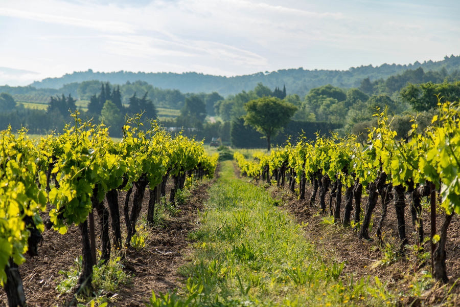 Fußweg durch die Bio-Weinberge des Weinguts Mas Edem im Luberon
