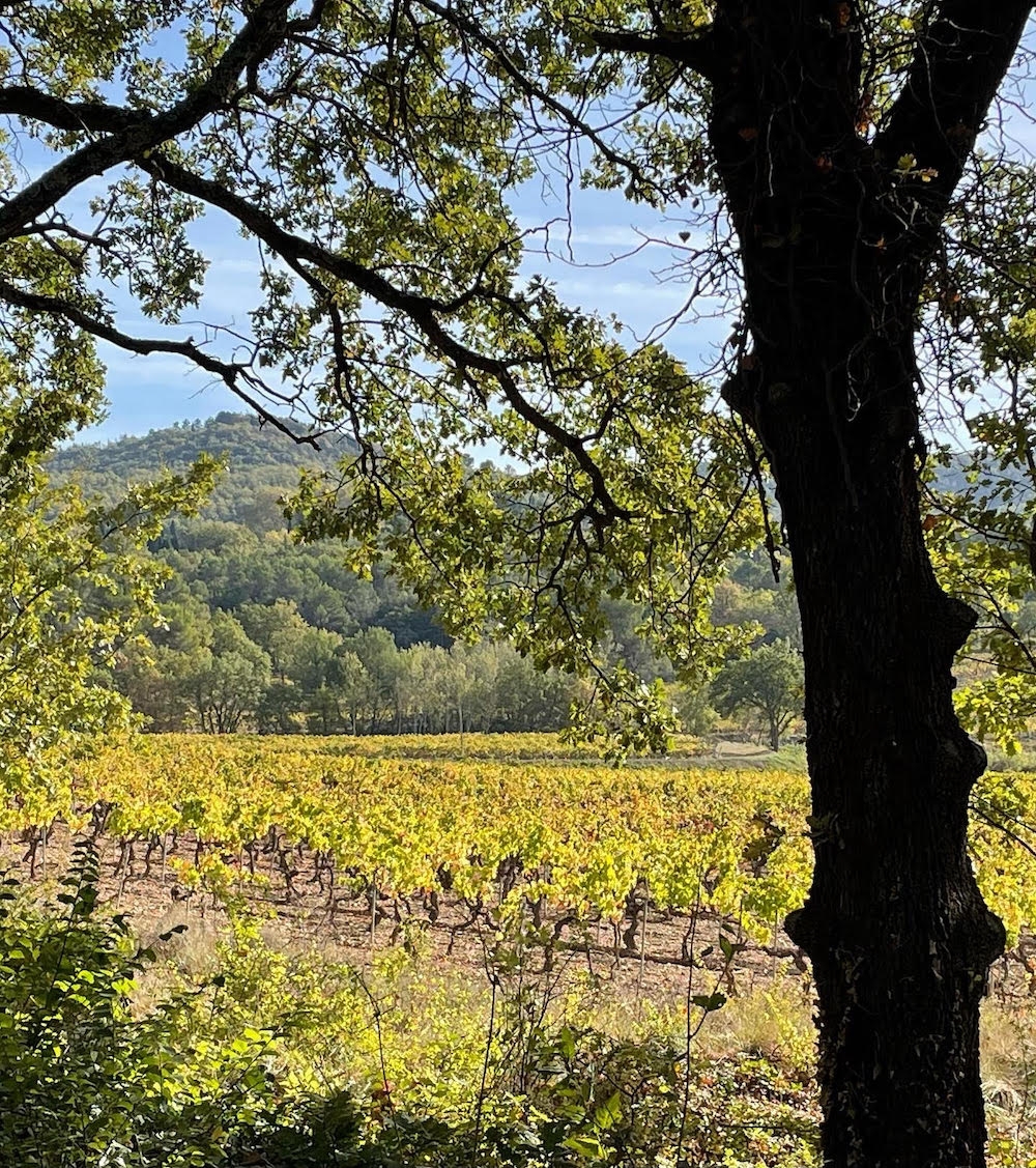 Landschaft des biologischen Weinbergs von Château de Mille, im Herzen des Luberon. Blick auf den Weinberg des Château de Mille in Apt durch die Bäume, mit den Hügeln des Luberon im Hintergrund.