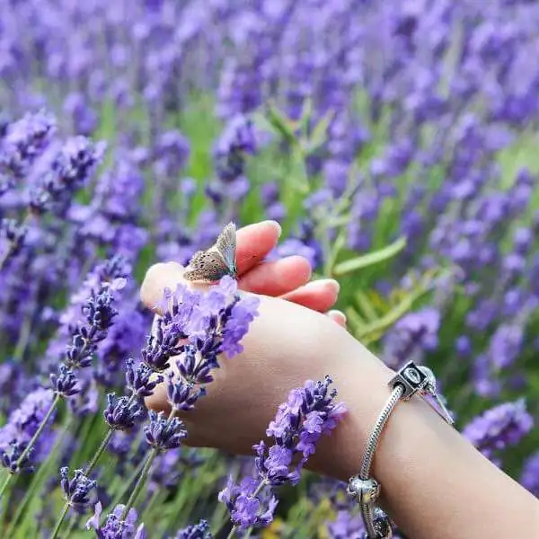 Sommeraktivitäten rund um den Lavendel 