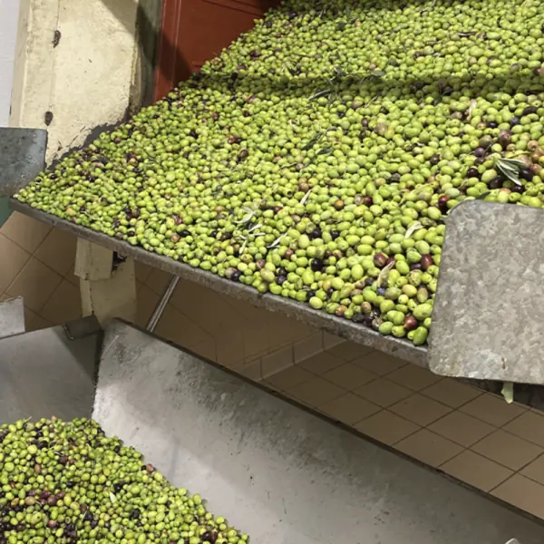 Das grüne Gold des Luberon: Willkommen in der Moulin Boudoire in Mérindol! 