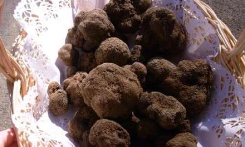 Truffes