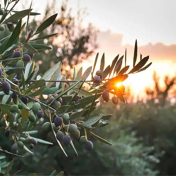 Olives et Huile d'olive
