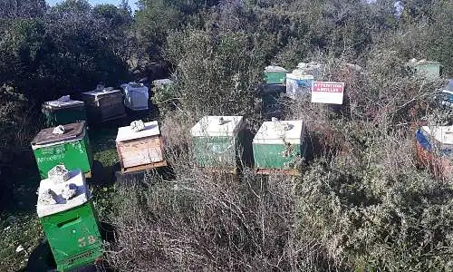 Rucher petit Luberon