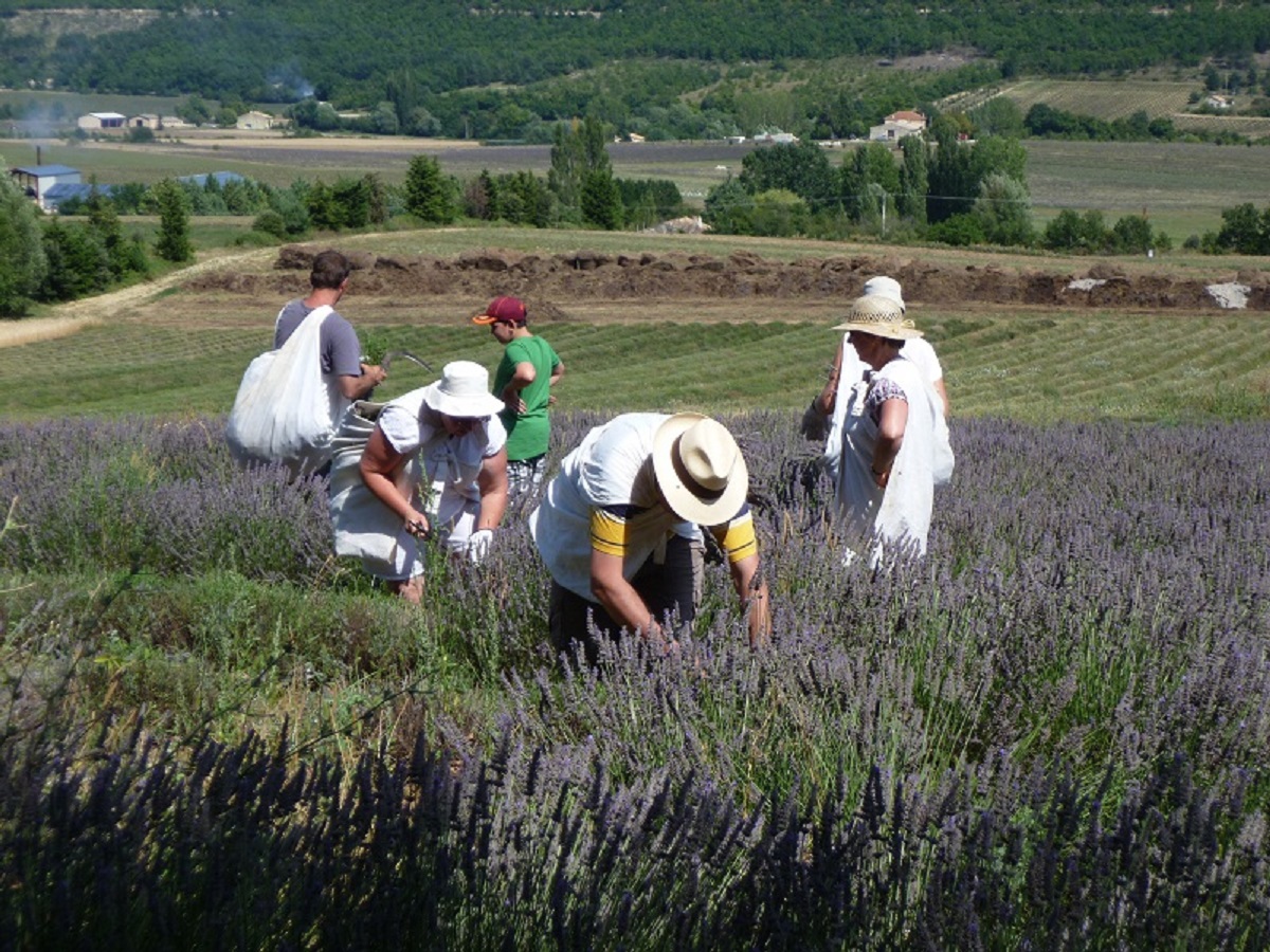 Manuelle Lavendelernte auf den Feldern der Destillerie Aroma'Plantes in Sault