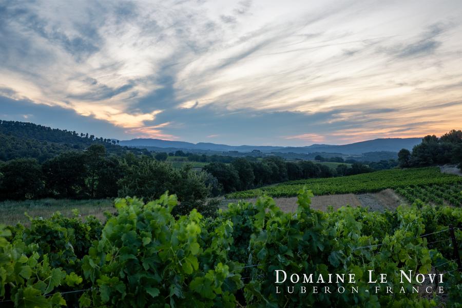 Weinreben von Domaine Le Novi à La Tour-D